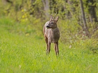 Wanderung mit dem Jäger Wanderung mit dem Jäger
