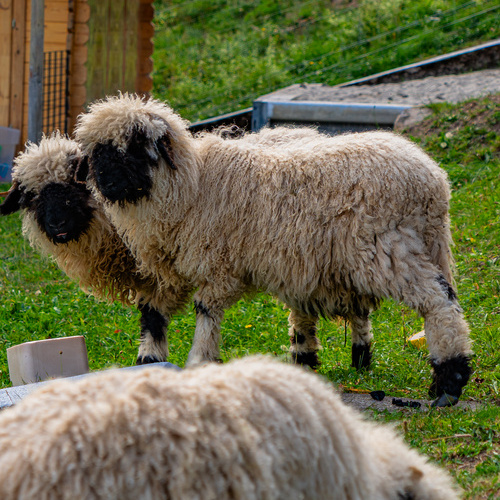 Unsere Schafe - 